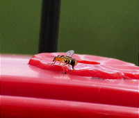 IMG_0873.JPG