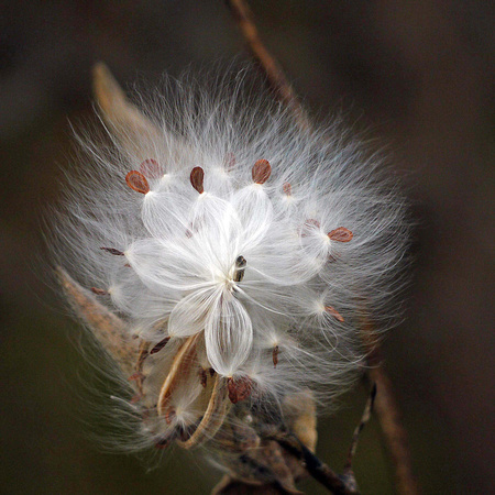 Milkweed Seeds Fall