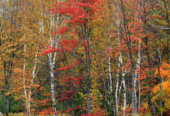 OCTOBER IN MAINE