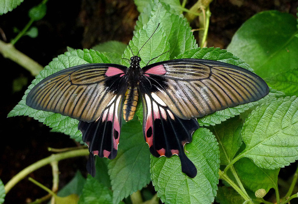 Great Mormon Butterfly, Vienna