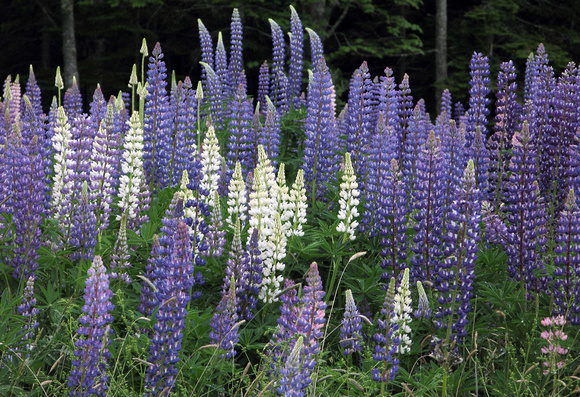 LUPINES, MAINE