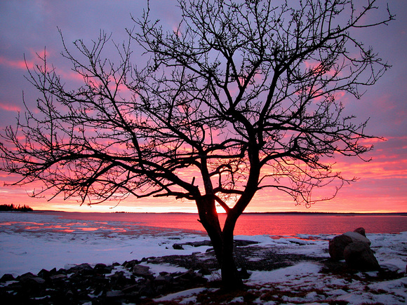 Sunset Seal Cove, MDI, Maine
