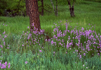 CUSTER STATE PARK - SOUTH DAKOTA