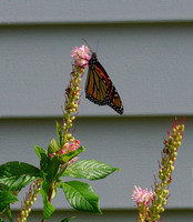 IMG_2144.JPG